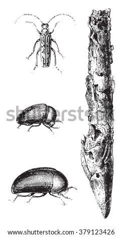 Destructive insects tobacco, vintage engraved illustration. Magasin Pittoresque 1876.