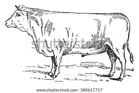 Durham Ox, vintage engraved illustration. Dictionary of words and things - Larive and Fleury - 1895.
