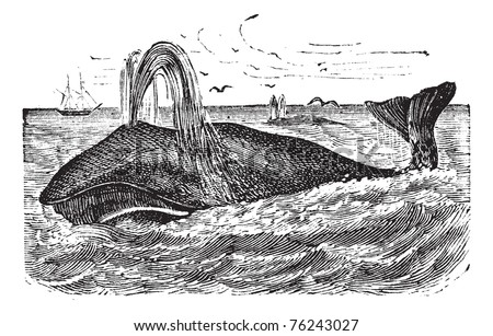Bowhead Whale or Balaena mysticetus, vintage engraving. Old engraved illustration of a Bowhead Whale.