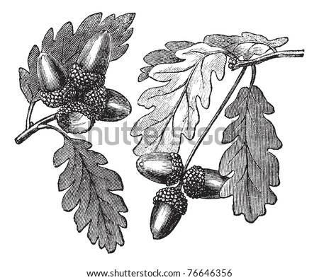 English Oak or Pedunculate Oak or Quercus robur, vintage engraving. Old engraved illustration of English Oak showing acorns. Trousset encyclopedia. ストックフォト © 