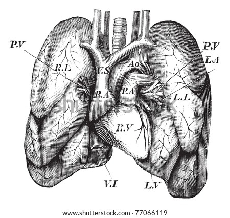 Heart Anatomy Drawing At Getdrawings Free Download