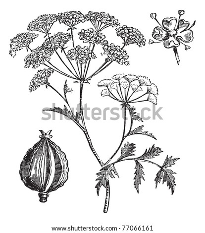Hemlock or Poison Hemlock or Conium maculatum, vintage engraving. Old engraved illustration of Hemlock. Trousset Encyclopedia