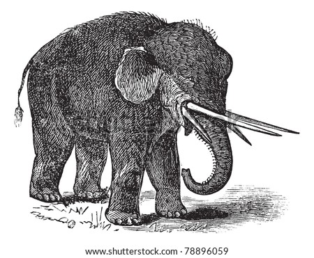 American mastodon or Mammut americanum or Mastodon giganteus, vintage engraving. Old engraved illustration of American mastodon.  Trousset encyclopedia (1886 - 1891)