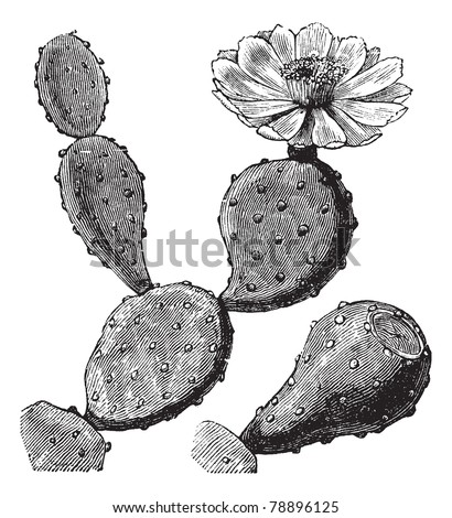 Barbary Fig or Indian Fig Opuntia or Prickly Pear or Opuntia ficus-indica, vintage engraving. Old engraved illustration of a Barbary Fig showing flower (top right). Trousset encyclopedia (1886 - 1891)