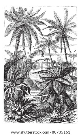 Arborescent Ferns
