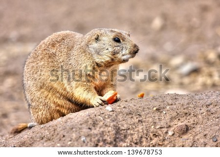 Prairie dog eating a carrot for lunch in High Dynamic Range hdr