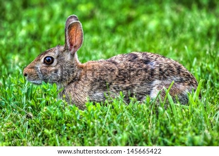 Jack Rabbit Resting in the soft grass in HDR.