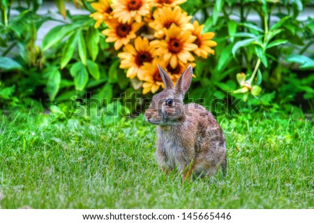 Jack Rabbit poses next to a bunch of Flowers in HDR