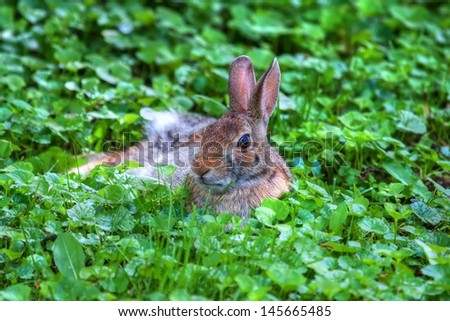 Jack Rabbit resting in a bed of grass in HDR.