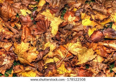 Background of a layer of beautiful Autumn Leaves in HDR High Dynamic Range