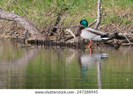 Mallard in the wild pearched on a log.