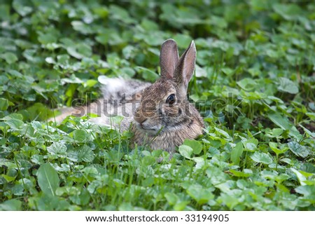 Jack Rabbit resting in a bed of grass.