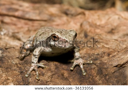 Cope\'s Gray Tree frog standing at attention.