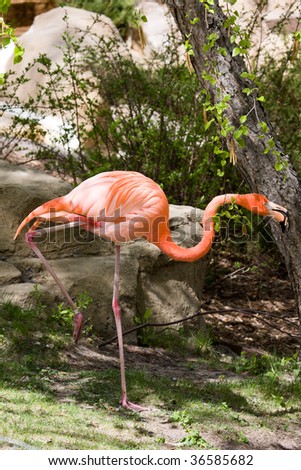 Pink Flamingo on one leg at the zoo.