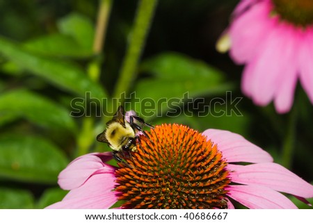 Golden Northern Bumblebee on a cone flower.