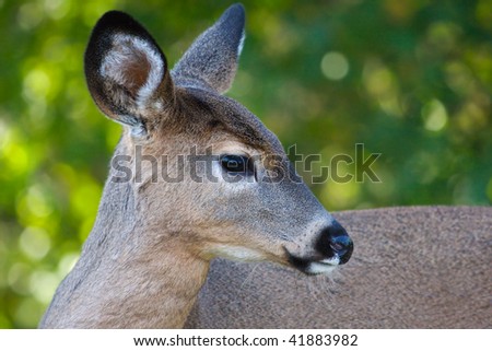 Close Up Portrait Of Female Deer Near The Forest Edge. Stock Photo ...