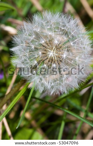 A dead dandelion with all of it\'s seeds ready to fly.