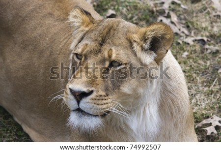 Female African Lion looking around it\'s hunting grounds.