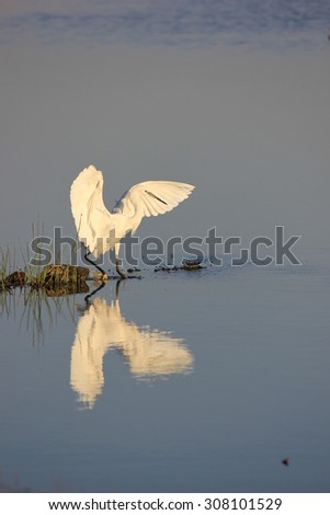 water bird on moving water