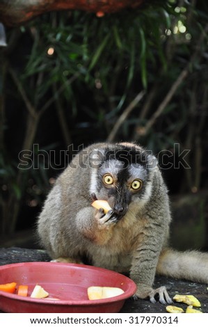 Lemur feeding time
