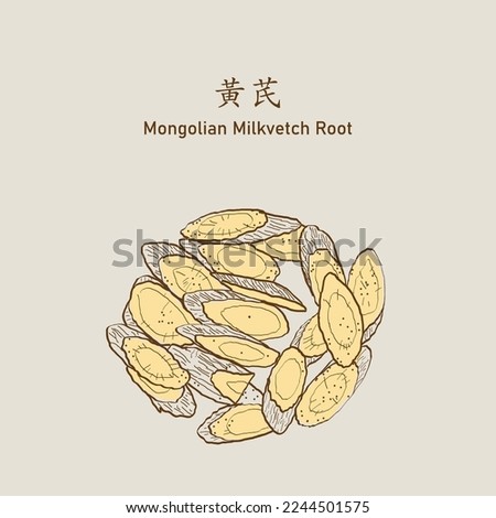 Mongolian Milkvetch Root (HuangQi), Astragali Radix, Membranous Milkvetch Root. Foto d'archivio © 