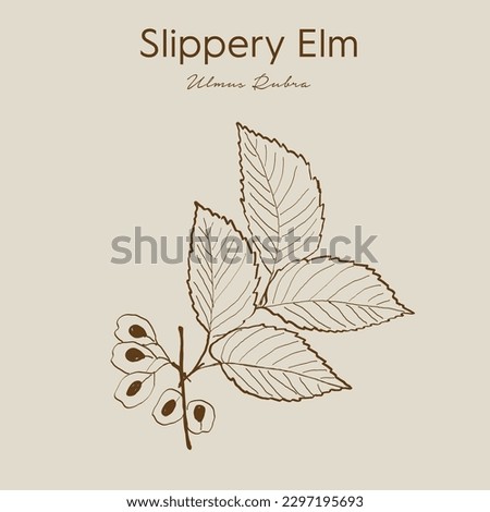 Slippery Elm Herb. Moose, rock elm, Indian elm, ulmi rubrae cortex, ulmaceae, ulmus fulva michaux. Slippery elm is primarily used as an herbal remedy for sore throats and coughs.