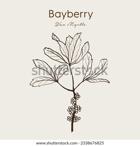 Bayberry (Myrica cerifera), or southern wax myrtle, candleberry, waxberry, tallow shrub. Medicinal plant. Hand drawn botanical vector illustration EPS10