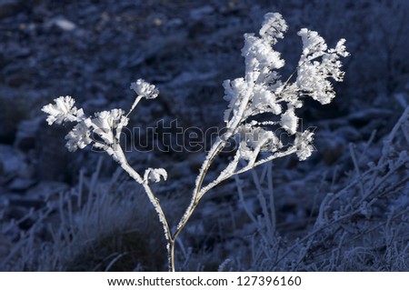 frost on a plant, Moncayo Natural Park, Zaragoza, Aragon, Spain