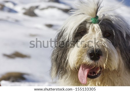 Closeup of a bobtail breed dog