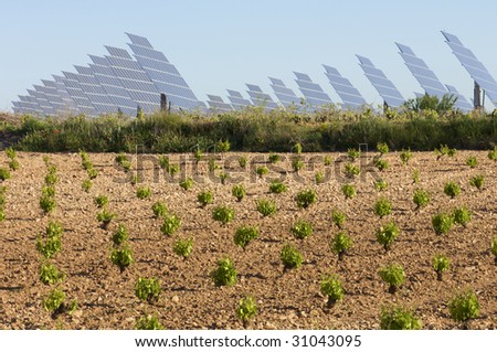 field cultivation of grapes and solar field