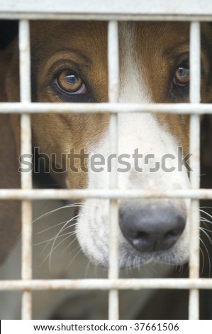 closeup of a dog cage