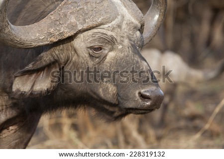Buffalo in the way, standing on a dirt road
