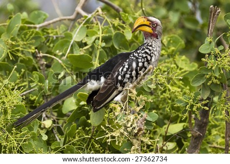 Yellow-billed Horn-bill - Bird of tropical Africa and Asia having a very large bill surmounted by a bony protuberance; related to kingfishers