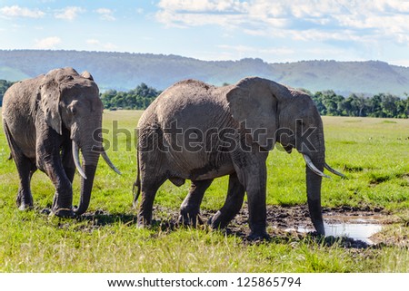 pair of African elephant in savanna