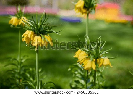 Similar – Image, Stock Photo Fritillaria imperialis (crown imperial, fritillary or kaiser crown) is a species of flowering plant in the lily family. Close-up