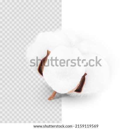 Realistic cotton boll on transparent background. Vector illustration. Great for different backgrounds. EPS10.	