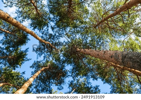 Similar – Image, Stock Photo Tree from bottom to top