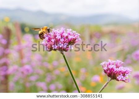 bee flower garden at mon jam, north thailand