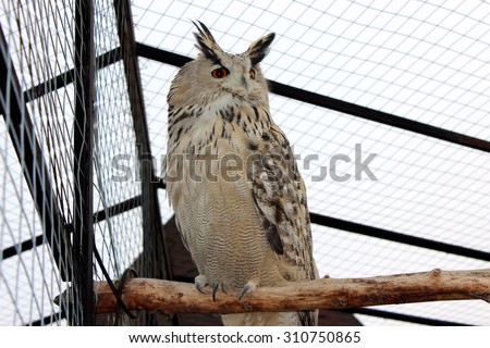 Owl bird in a park, Moscow region.