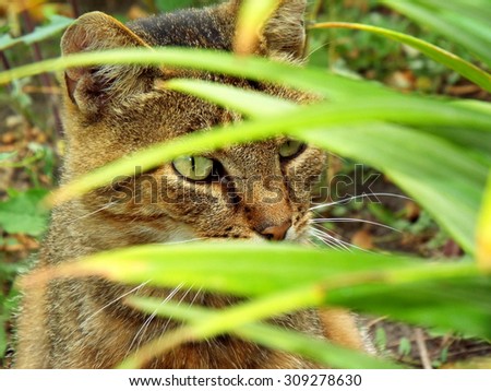 Cat hiding behind green leaves.