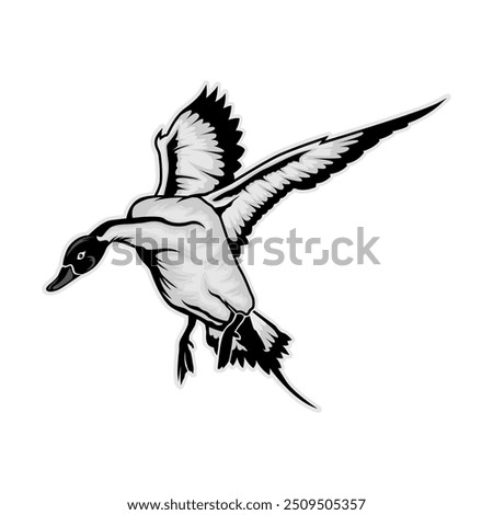 pintail duck hunting illustration logo vector image t shirt