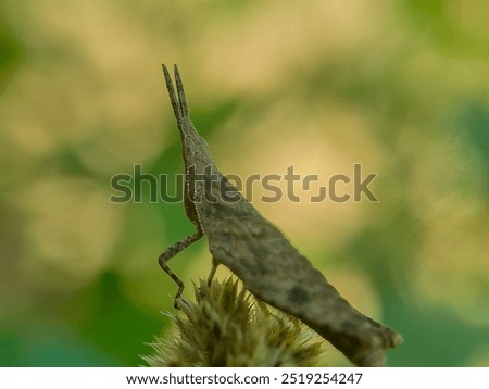 Similar – Image, Stock Photo legs with dried flowers III