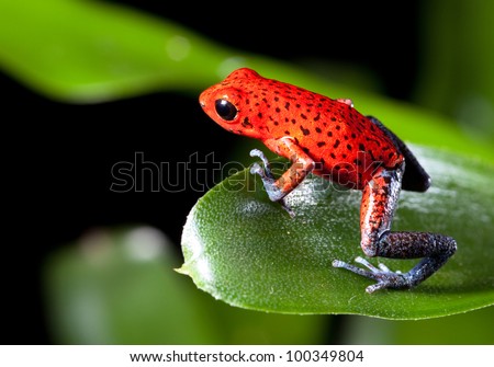 Red strawberry poison dart frog on border of panama and costa Rica poisonous animal of tropical rainforest ストックフォト © 