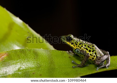 rainforest animal poison dart frog of tropical rain forest jungle in Panama