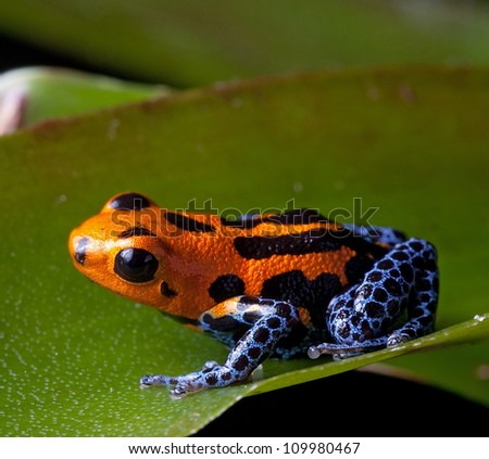 red striped poison dart frog blue legs of amazon rain forest in Peru, poisonous animal of tropical rainforest, pet in terrarium