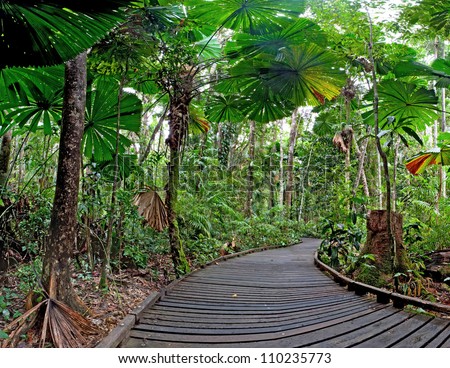 trail in fan palm tropical rain forest Cape Tribulation Australia, Daintree rainforest, ancient jungle tourism and travel explore the wilderness