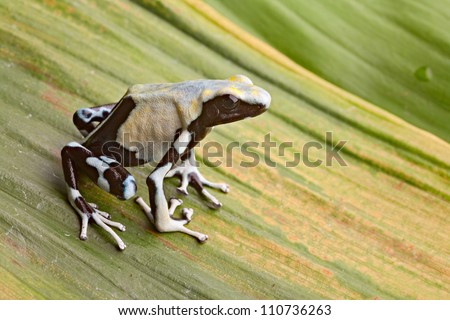 frog in tropical Amazon rainforest, poison dart frog, exotic animal of rain forest in French Guyana,Suriname, and Brazil