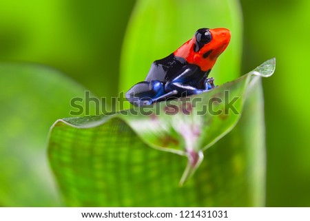 poison arrow frog of Amazon rain forest Peru tropical exotic amphibian of rainforest small and cute animal with bright red warning colors