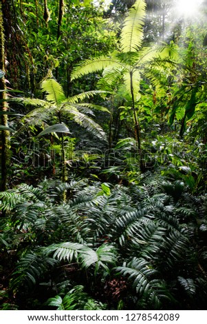 Tropical Tree