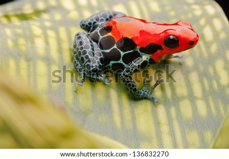 tropical pet frog, ranitomeya amazonica. Red poison dart frog from Amazon rain forest in Peru. These exotic amphibian are kept in a terrarium, they are poisonous animals with beautiful bright colours